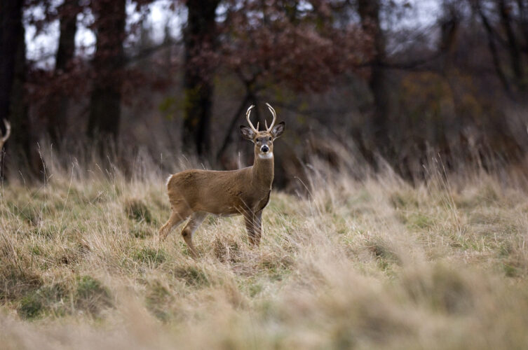 DNR Explains Mandatory Deer Reporting News Sports Jobs Daily Press